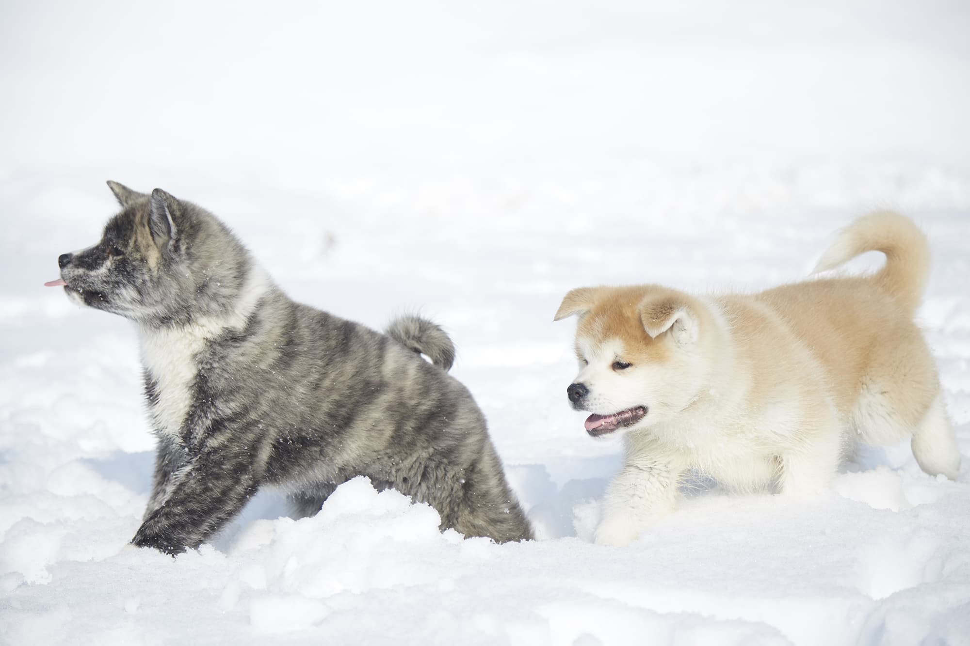 秋田犬